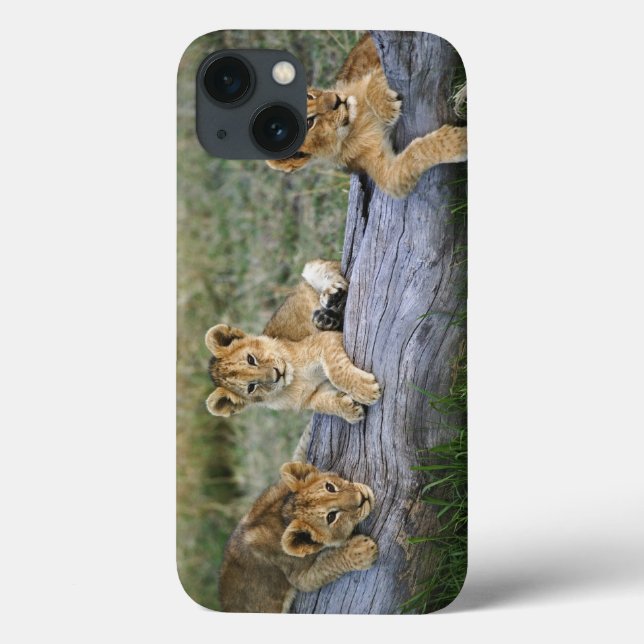 Coques Case-Mate iPhone Lionceaux sur une bûche (Verso)