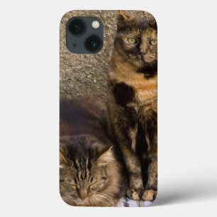 iPhone 13 Case L'Italie, Cinque Terre, Vernazza. Trois chats à