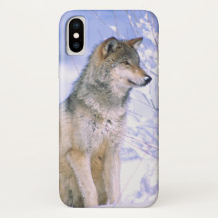Coque iPhone X Loup de bois assis dans la neige, Canis lupus,