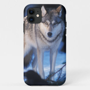Coque iPhone 11 loup gris, Canis lupus, dans les contreforts