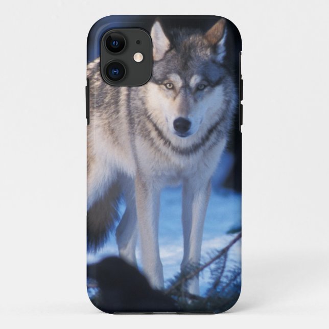 Coques Case-Mate iPhone loup gris, Canis lupus, dans les contreforts (Dos)