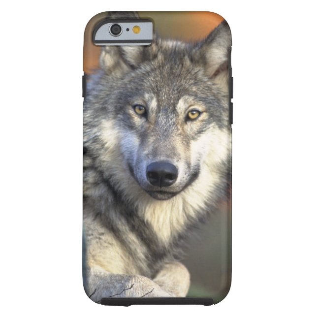 Coques Case-Mate iPhone Loups (Dos)