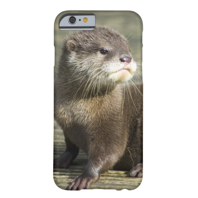 Coques Case-Mate iPhone Loutre mignonne de bébé (Dos)