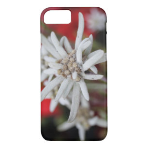 Etui iPhone Case-Mate Lovely Edelweiss Leontopodium nivale