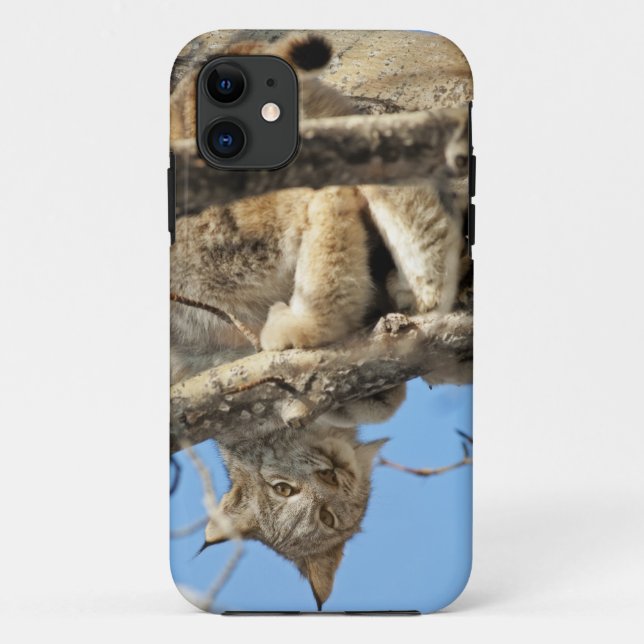 Coques Case-Mate iPhone Lynx espiègle (Dos)