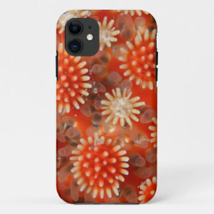 Coque iPhone 11 Macro étoile de mer