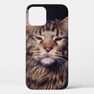 Case-Mate iPhone Case maine coon sur un arrière - plan noir