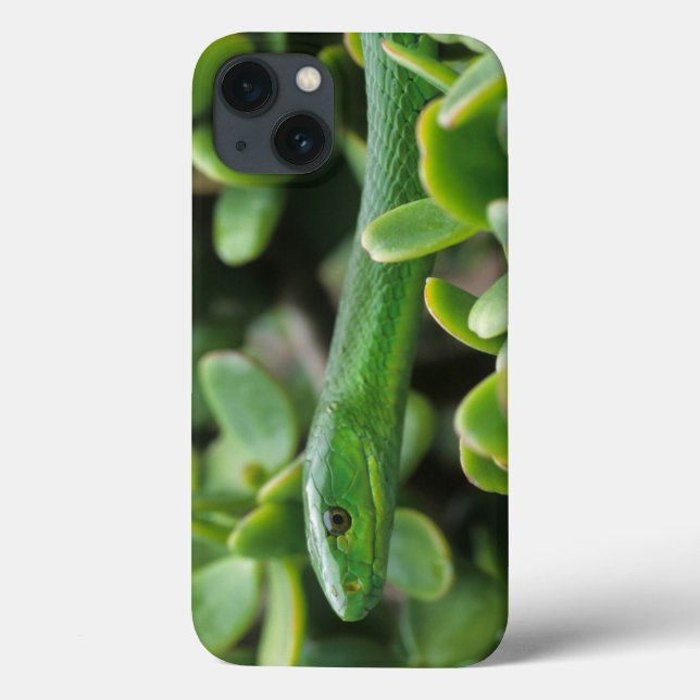 Coques Case-Mate iPhone Mamba vert de l'Est (Dendroaspis Angusticeps) (Verso)