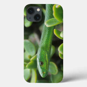 Etui iPhone 13 Mamba vert oriental (Dendroaspis angusticeps)