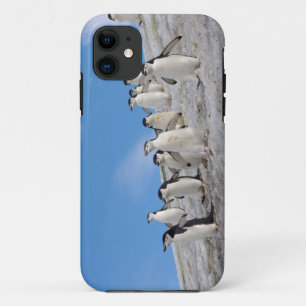 Coque Case-Mate Pour iPhone Manchots à collier   Pygoscelis Antarctica