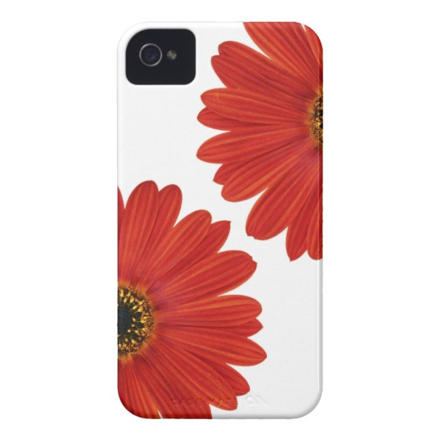 Coques Case-Mate iPhone Marguerites de bonheur d'étreinte (Dos)