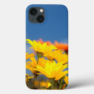 iPhone 13 Case Marguerites Orange Et Jaune De Namaqualand