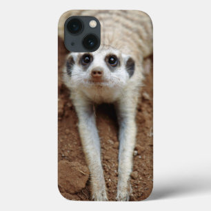 Case-Mate iPhone Case Meerkat (Suricata Suricatta) refroidissant