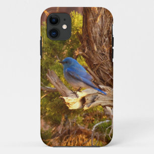 Case-Mate iPhone Case Merlebleu montagnard dans le parc national d'Arche