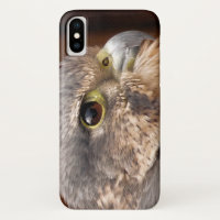 MERLIN FALCON OISEAU DE PREY