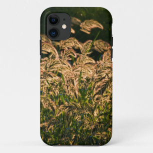 Coque iPhone 11 Millet sauvage (Panicum Sp.) poussant dans une zon