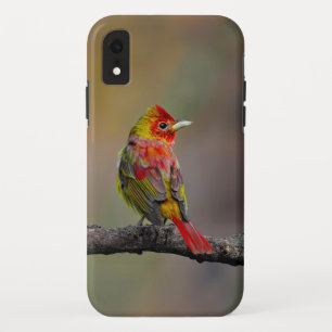 Case-Mate iPhone Case Moulage de Tangère - Photo originale