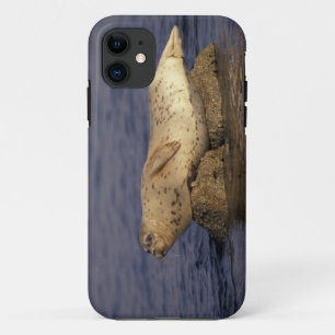 Case-Mate iPhone Case N.A., États-Unis, Californie, Monterey. Phoque co