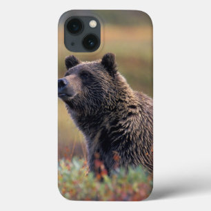 Coques Pour iPhone Na, Etats-Unis, Alaska, Denali NP, ours gris