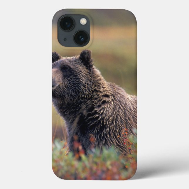 Coques Case-Mate iPhone Na, Etats-Unis, Alaska, Denali NP, ours gris (Verso)