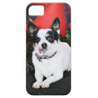 Noël - chiwawa X - Stella