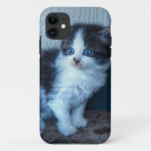 Coque iPhone 11 Noir + Kitten blanc