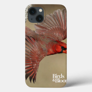 iPhone 13 Coque Northern Cardinal In Flight