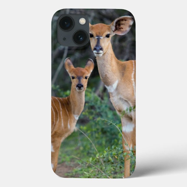Coques Case-Mate iPhone Nyala (Tragelaphus Angazii) avec des jeunes, Ndumo (Verso)