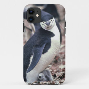 Coque iPhone 11 Oiseau de pingouin mignon animal noir eau blanche