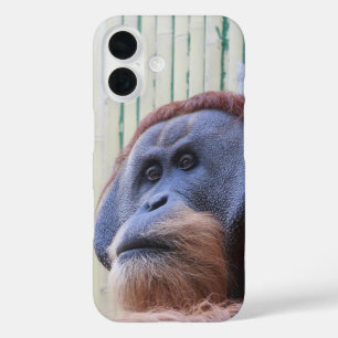 Coque Pour iPhone 16 Orang-outan assis...