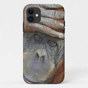 Coque iPhone 11 Orang-outan de Sumatra femelle captif