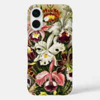 Orchidées, Orchidée Denusblumen Ernst Haeckel