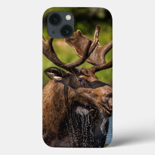 iPhone 13 Coque Orignal mâle se nourrissant dans le parc national