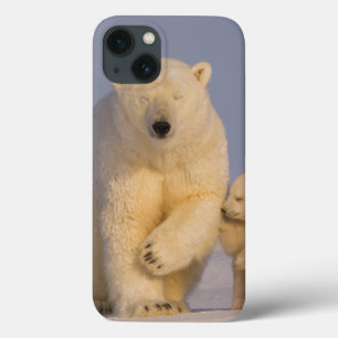 iPhone 13 Coque ours blanc, maritimus d'Ursus, truie avec 3