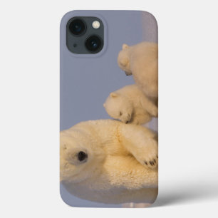 iPhone 13 Coque ours blanc, maritimus d'Ursus, truie avec 3