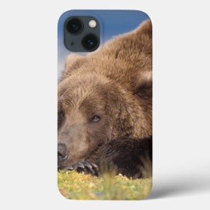 Etui iPhone 13 ours brun, Ursus arctos, grizzli, Ursus 8