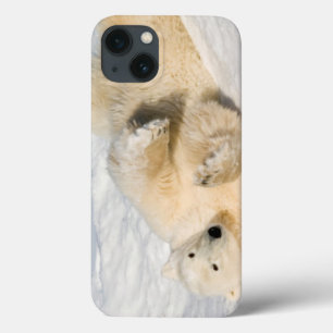 Case-Mate iPhone Case Ours polaire près de la baie d'Hudson