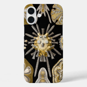 iPhone 16 Plus Case Oursins Vintage Dollars de Sable par Ernst Haeckel