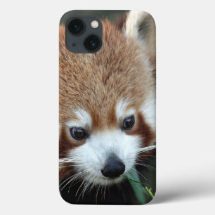 Etui iPhone 13 Panda roux, Taronga Zoo, Sydney, Australie