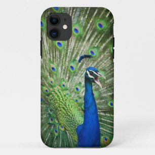 Coques Pour iPhone Paon criard