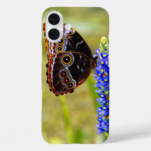 Coques iPhone 16 Plus Papillon morpho bleu sur une orchidée de marais