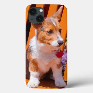 Etui iPhone 13 Pembroke Welsh Corgi puppy sitting in park bench