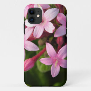 Coque iPhone 11 Pentas