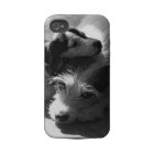 Petit somme de terriers de Jack Russell ensemble