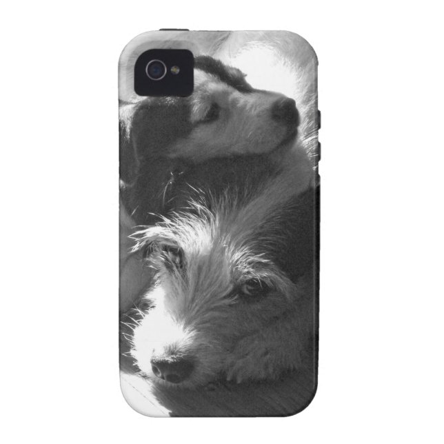 Coques Case-Mate iPhone Petit somme de terriers de Jack Russell ensemble (Dos)
