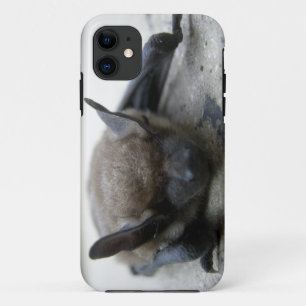 Coque iPhone 11 Petite chauve-souris brune (Myotis lucifugus)