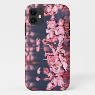 Coque iPhone 11 Petits Flamants (Phoeniconaias minor), Afrique,