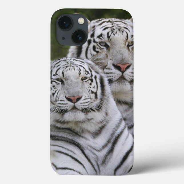 Coques Case-Mate iPhone Phase blanche, tigre de Bengale, Tigre (Verso)