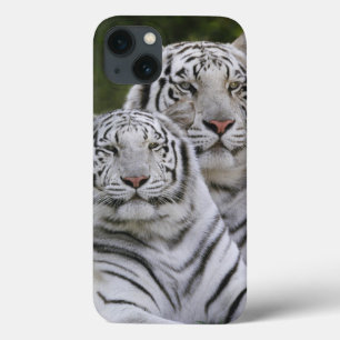 iPhone 13 Case Phase blanche, Tigre du Bengale, Tigre du Tigre, T