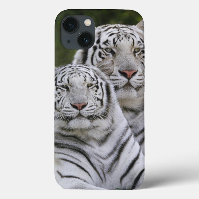 Coques Case-Mate iPhone Phase blanche, Tigre du Bengale, Tigre du Tigre, T (Verso)